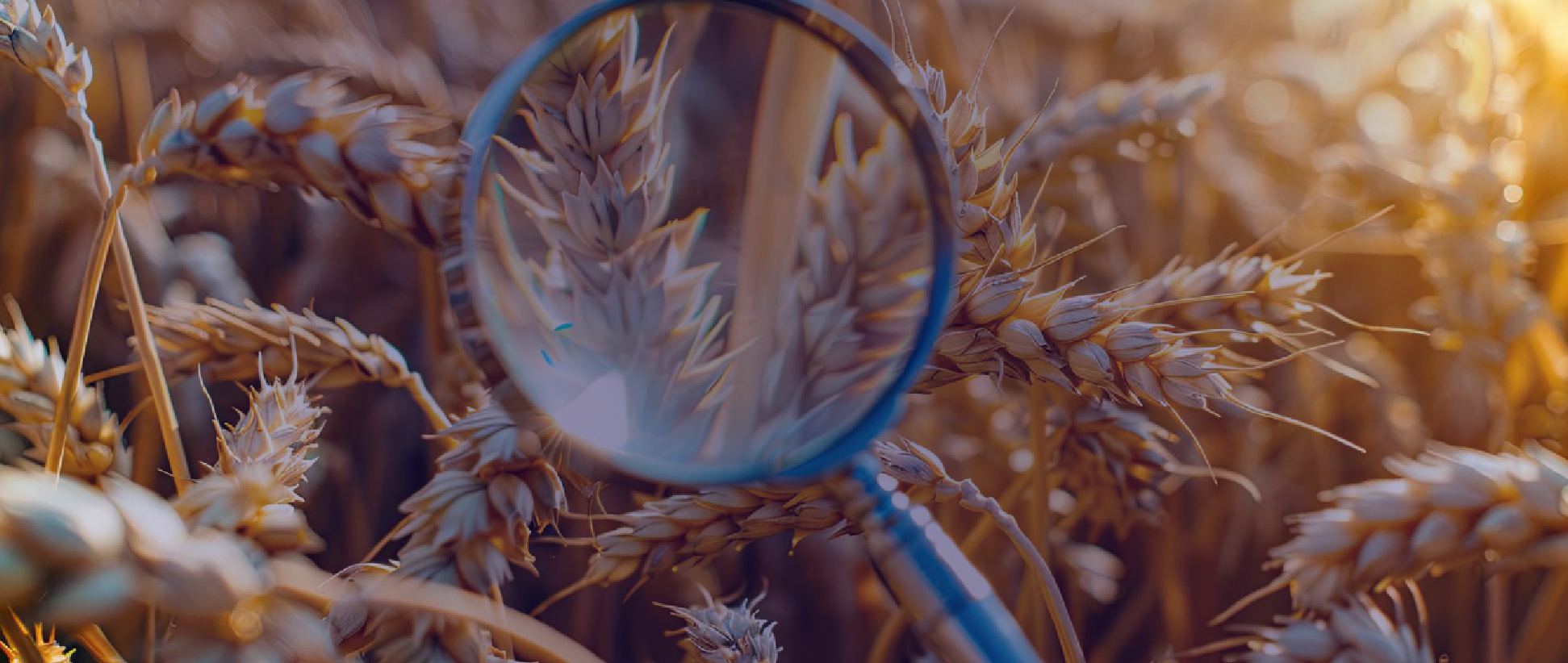 Análisis para la detección de trazas de gluten en alimentos, bebidas y productos farmacéuticos